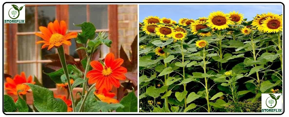     			tithonia flower 30 seeds and sunflower medium 10 seeds pack with free cocopeat and user manual