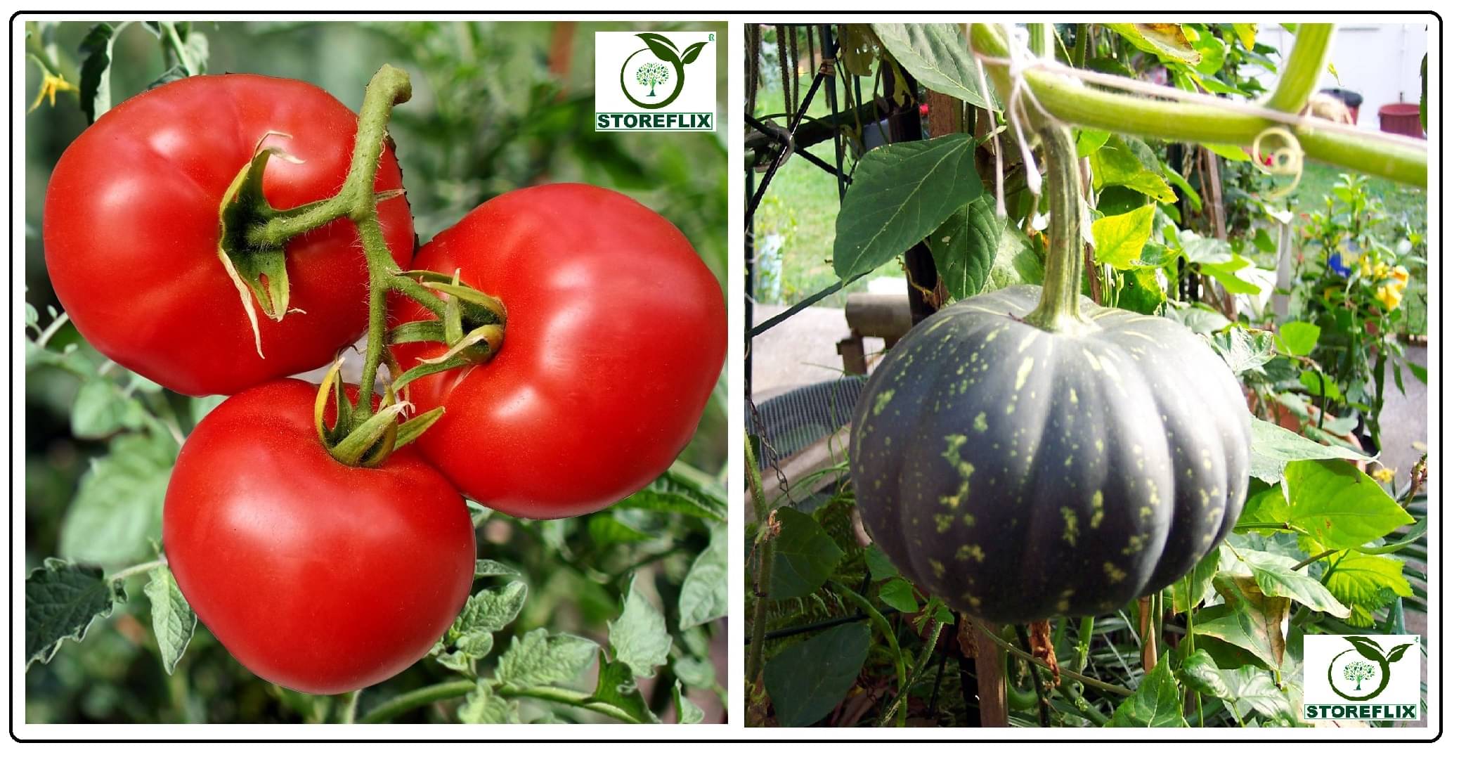 tomato 100 seeds and kaddu 20 seeds seeds pack with user manual for home kitchen gradening use tomato 100 seeds and kaddu 20 seeds seeds pack with user manual for home kitchen gradening use
