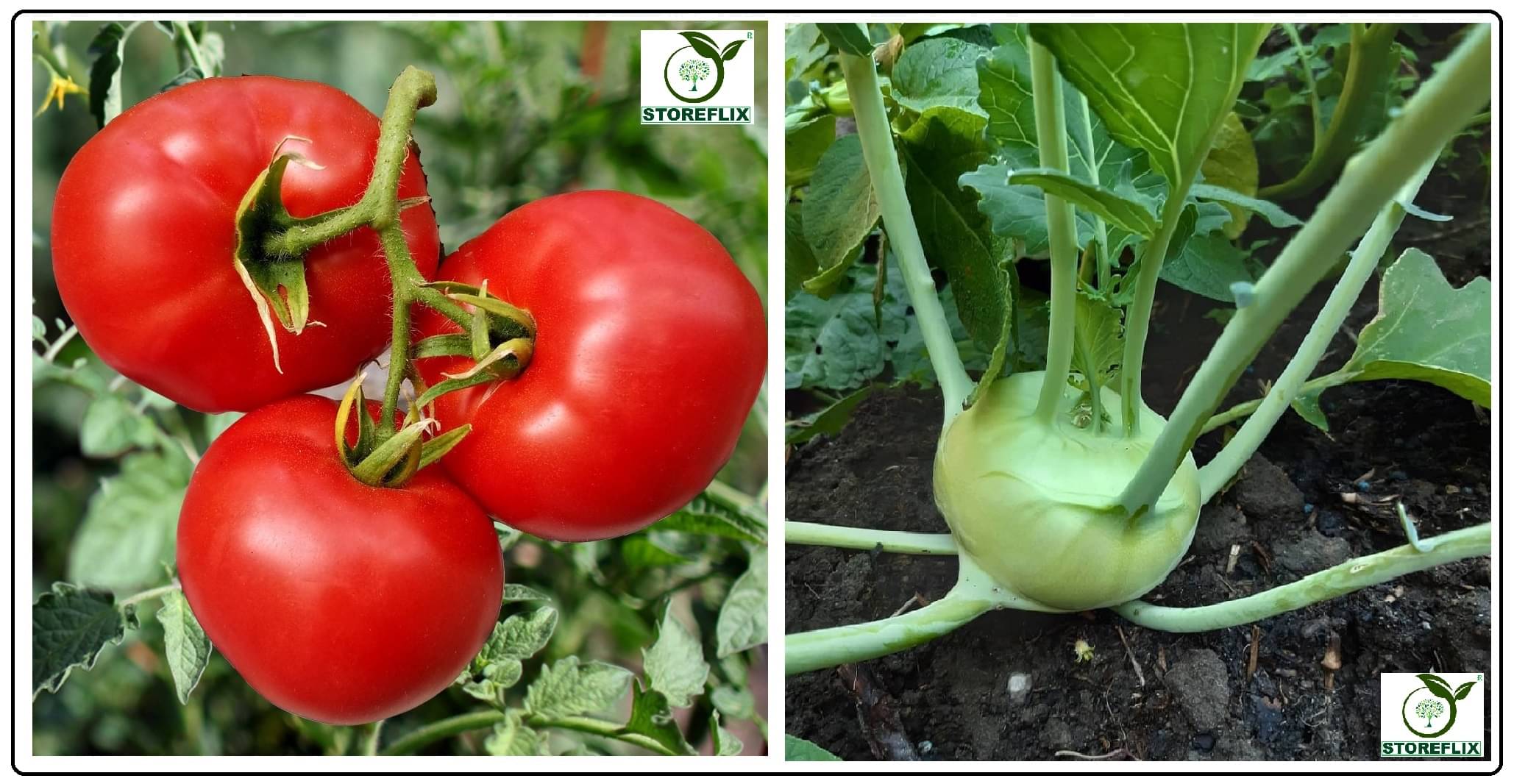 tomato 100 seeds and knol khol 50 seeds pack with user manual for home kitchen gradening use tomato 100 seeds and knol khol 50 seeds pack with user manual for home kitchen gradening use