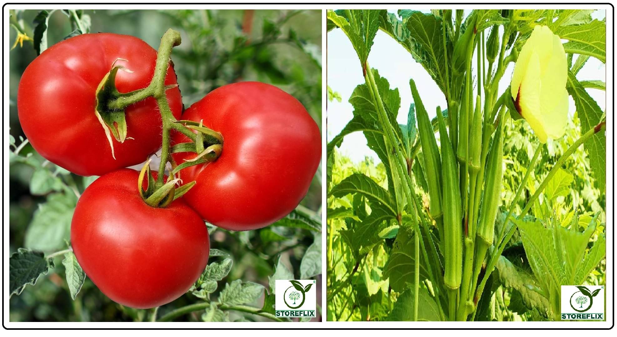     			tomato 100 seeds and lady finger (bhindi) 40 seeds pack with user manual for home kitchen gradening use