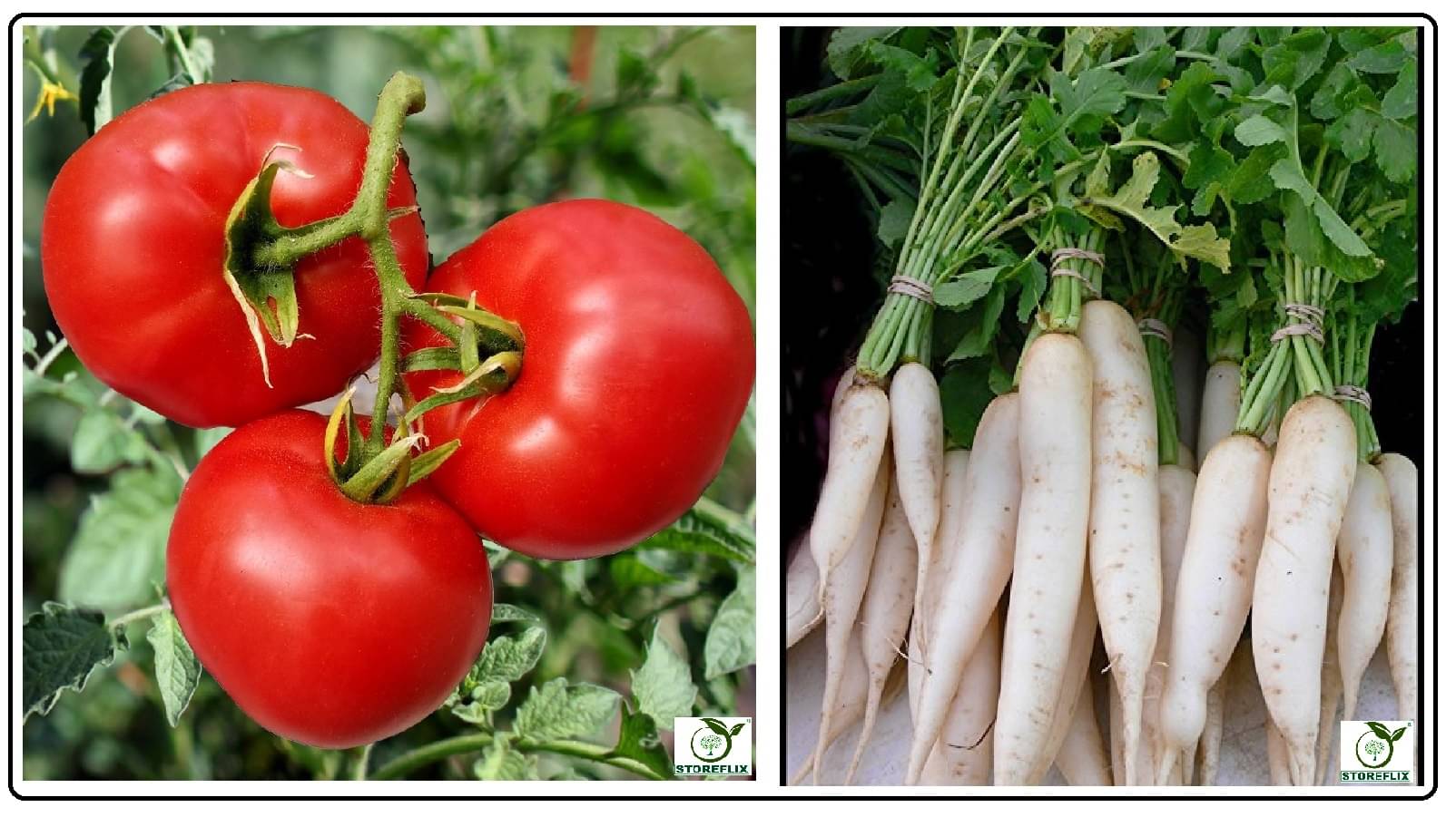 tomato 100 seeds and white radish 50 seeds pack with user manual for home kitchen gradening use tomato 100 seeds and white radish 50 seeds pack with user manual for home kitchen gradening use