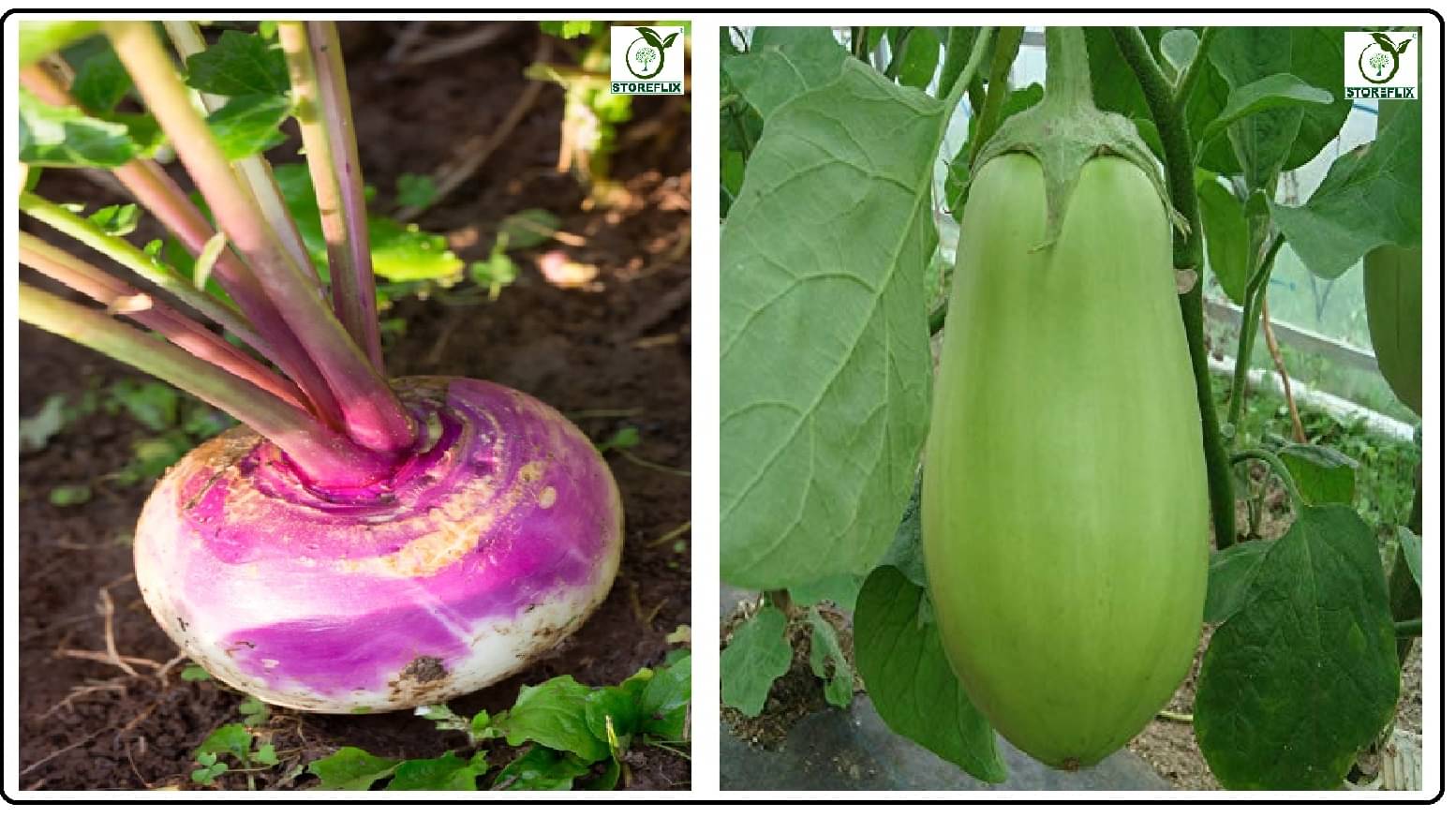 turnip 50 seeds and brinjal green round 100 seeds pack with user manual for home kitchen gradening use turnip 50 seeds and brinjal green round 100 seeds pack with user manual for home kitchen gradening use