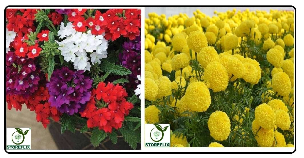 verbena flower 50 seeds and yellow marigold flower 50 seeds pack with free cocopeat and user manual     			verbena flower 50 seeds and yellow marigold flower 50 seeds pack with free cocopeat and user manual