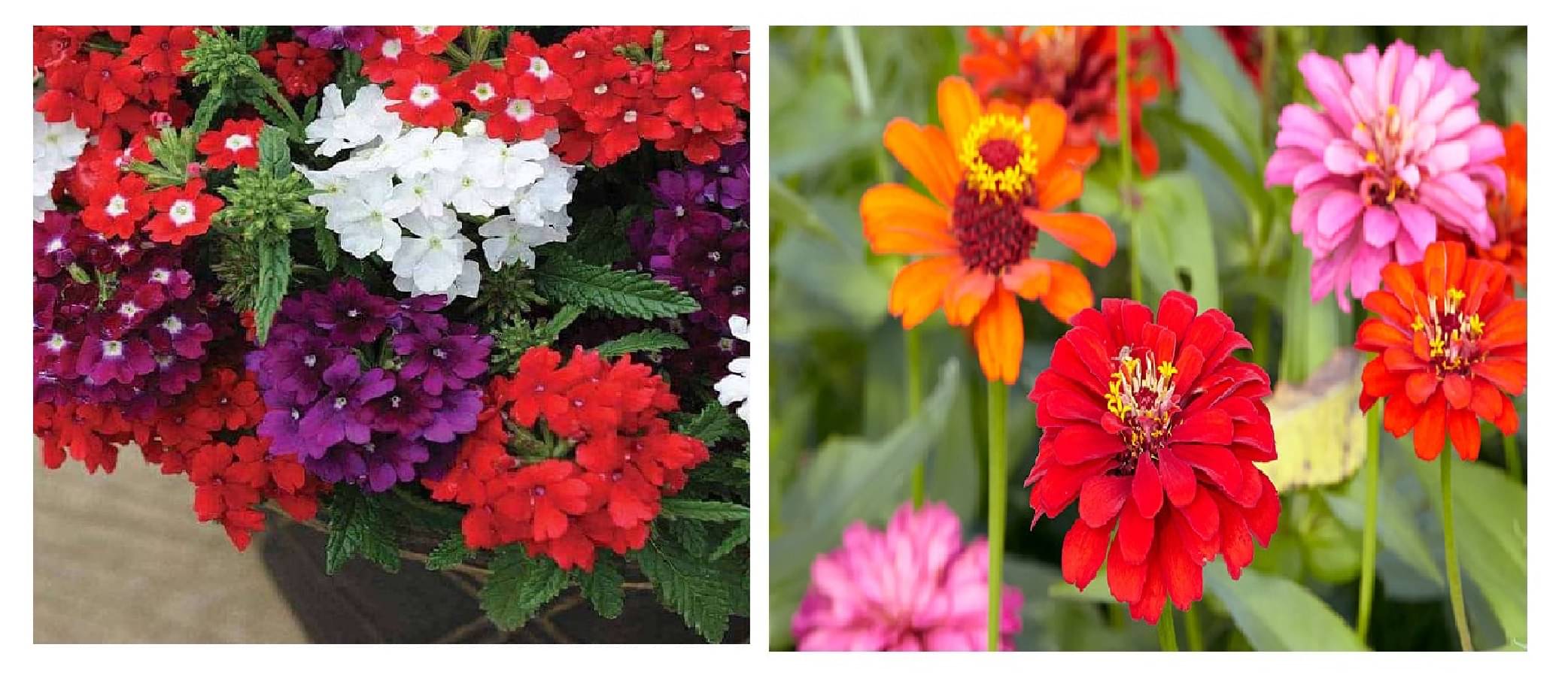verbena flower 50 seeds and zinnia flower 30 seeds pack with free cocopeat and user manual verbena flower 50 seeds and zinnia flower 30 seeds pack with free cocopeat and user manual