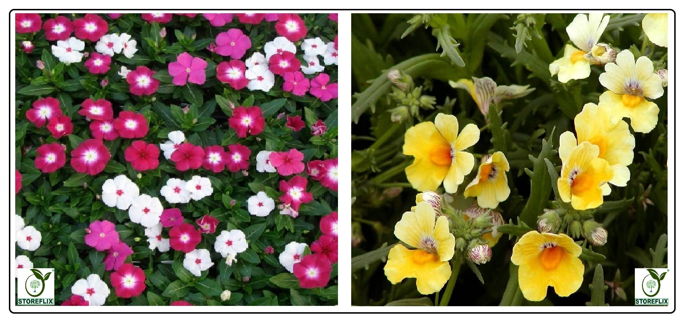     			vinca flower 50 seeds and nemesia flower 50 seeds pack with free cocopeat and user manual