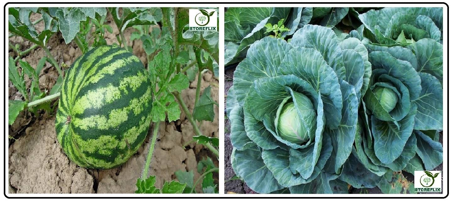 water melon 25 seeds and cabbage 100 seeds pack with user manual for home kitchen gradening use water melon 25 seeds and cabbage 100 seeds pack with user manual for home kitchen gradening use