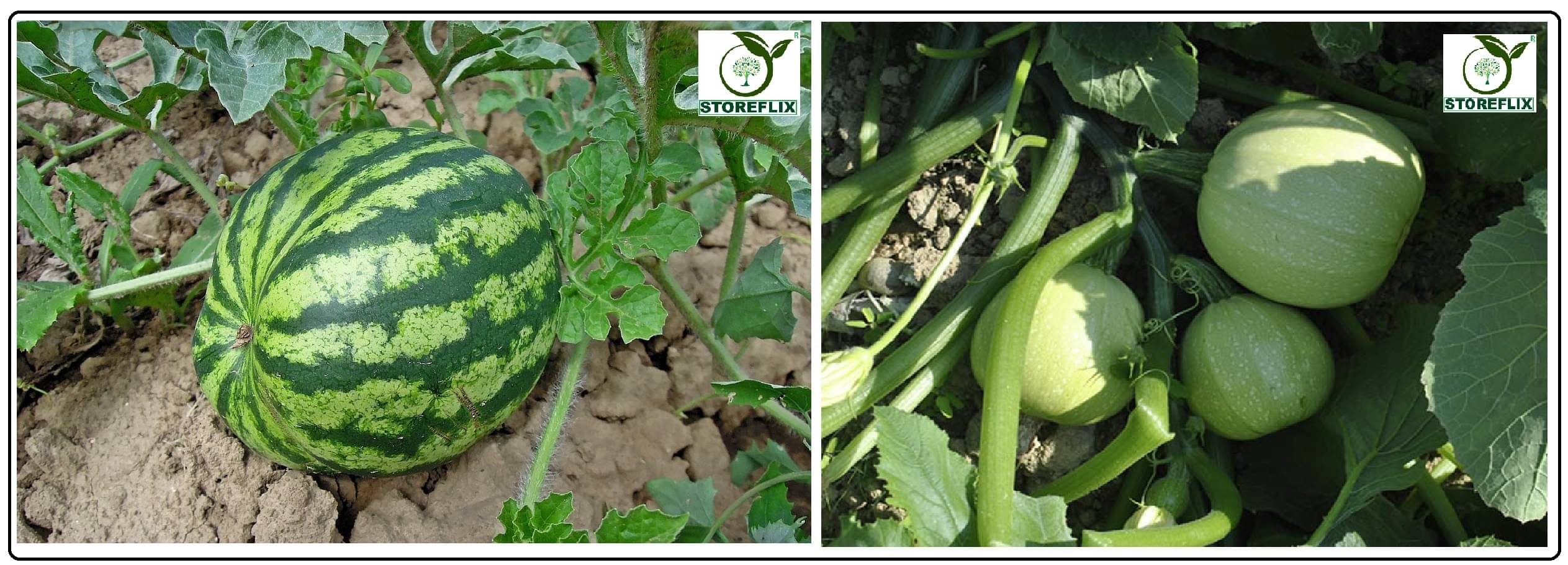 water melon 25 seeds and squash round 10 seeds pack with user manual for home kitchen gradening use     			water melon 25 seeds and squash round 10 seeds pack with user manual for home kitchen gradening use