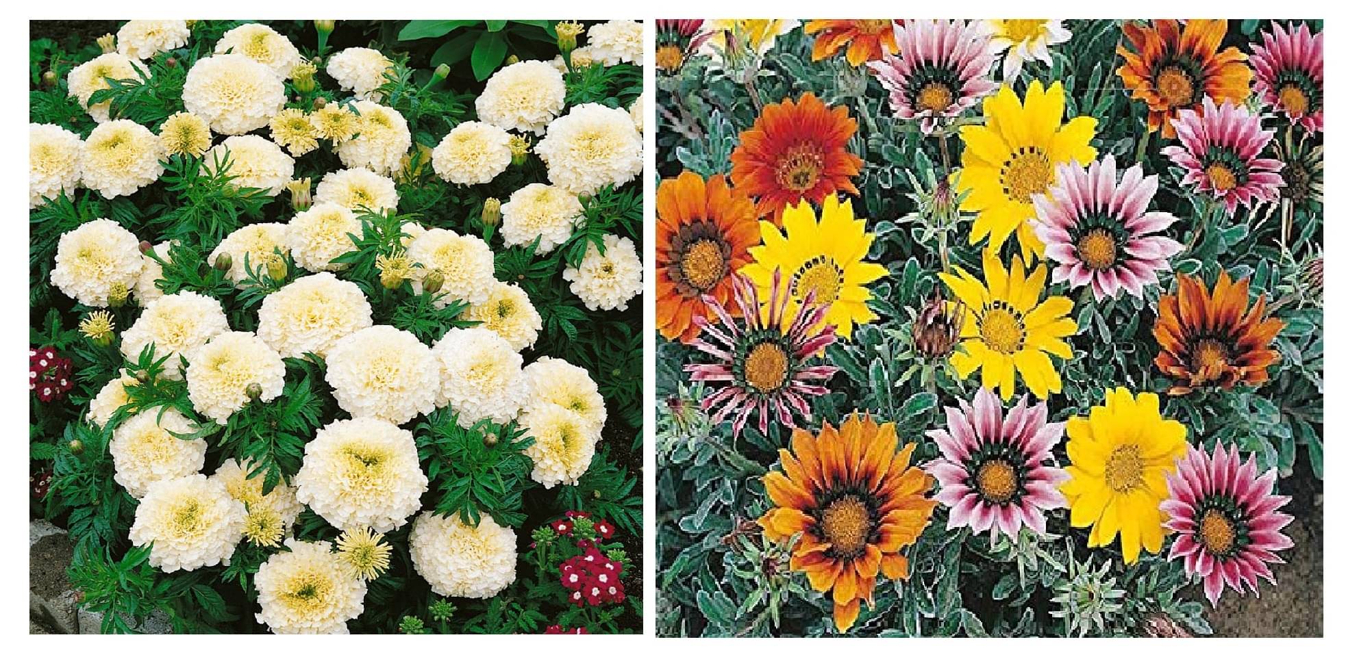 white marigold flower 50 seeds and gazania flower 30 seeds pack with free cocopeat and user manual white marigold flower 50 seeds and gazania flower 30 seeds pack with free cocopeat and user manual