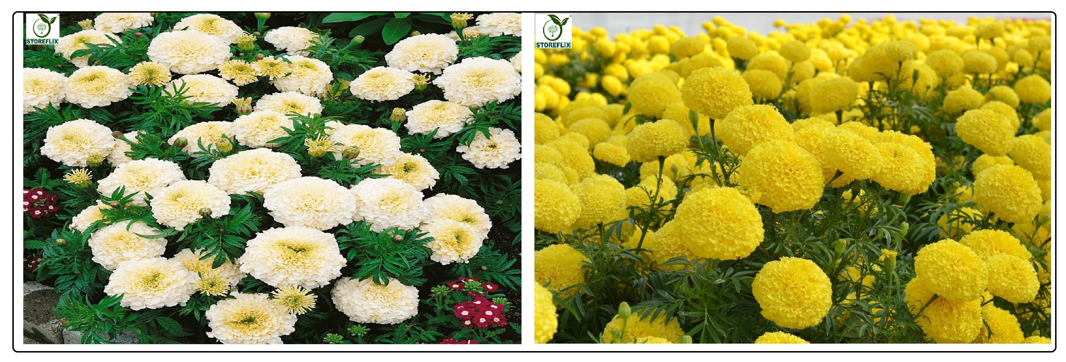     			white marigold flower 50 seeds and yellow marigold flower 50 seeds pack with free cocopeat and user manual