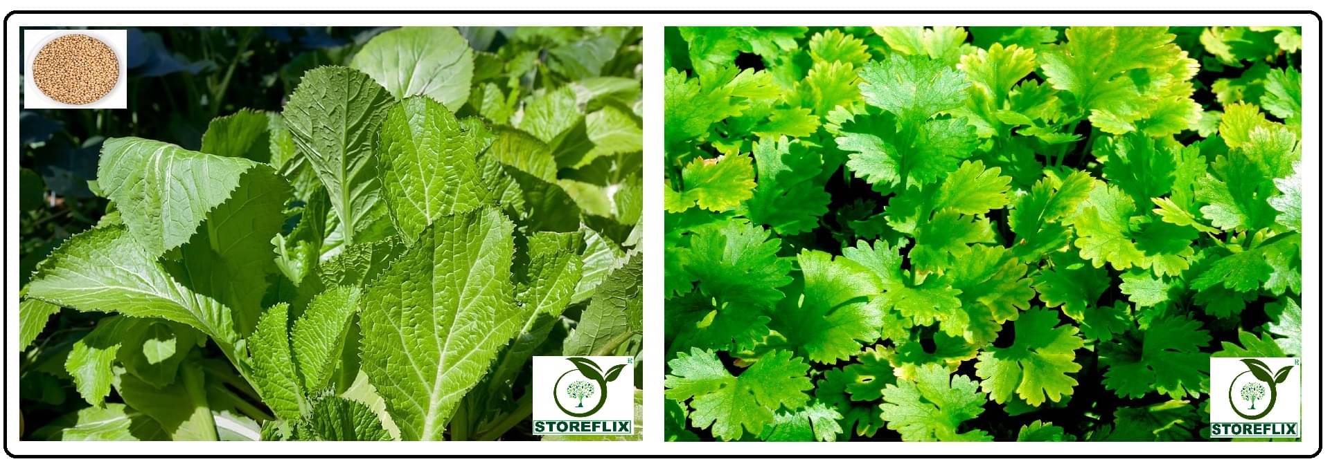 white mustard 200 seeds and coriander (dhaniya) 50 seeds pack with user manual for home kitchen gradening use white mustard 200 seeds and coriander (dhaniya) 50 seeds pack with user manual for home kitchen gradening use