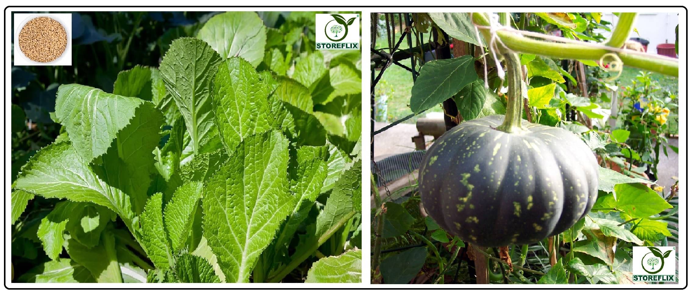 white mustard 200 seeds and kaddu 20 seeds pack with user manual for home kitchen gradening use white mustard 200 seeds and kaddu 20 seeds pack with user manual for home kitchen gradening use