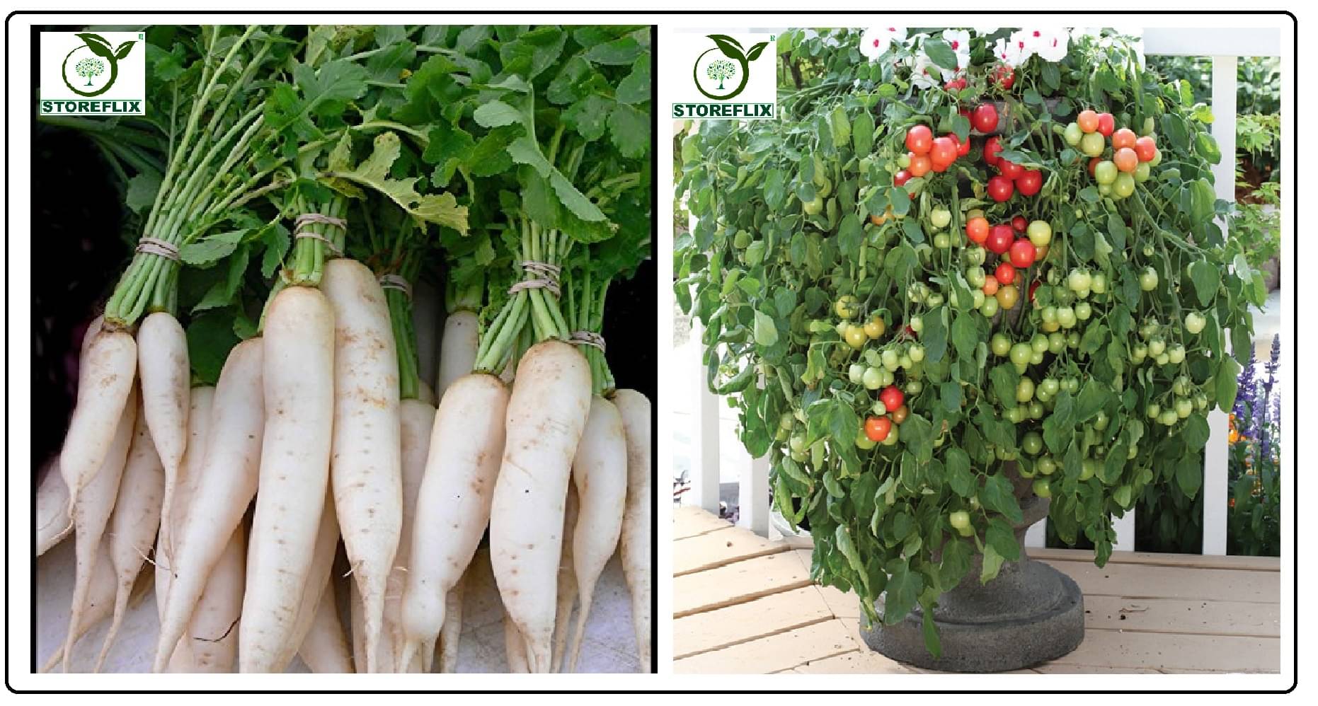 white radish 50 seeds and cherry tomato 100 seeds pack with user manual for home kitchen gradening use white radish 50 seeds and cherry tomato 100 seeds pack with user manual for home kitchen gradening use