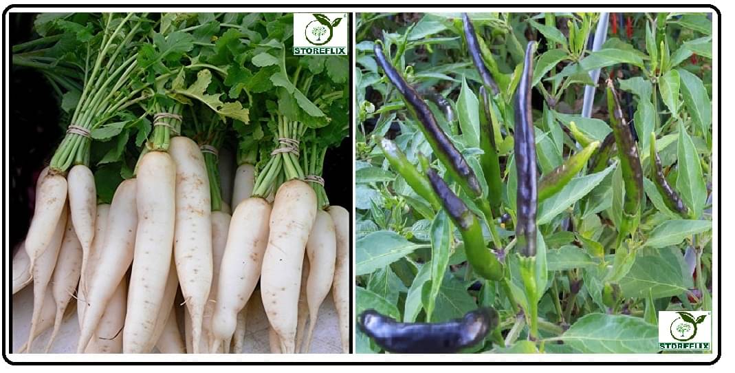 white radish 50 seeds and black chilli 50 seeds pack with user manual for home kitchen gradening use white radish 50 seeds and black chilli 50 seeds pack with user manual for home kitchen gradening use
