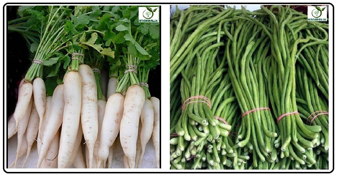 white radish 50 seeds and lobiya 20 seeds pack with user manual for home kitchen gradening use white radish 50 seeds and lobiya 20 seeds pack with user manual for home kitchen gradening use