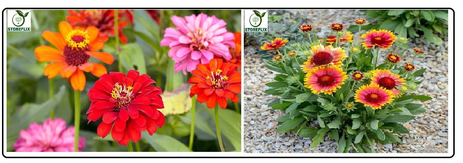     			zinnia flower 30 seeds and gaillardia flower 30 seeds pack with free cocopeat and user manual