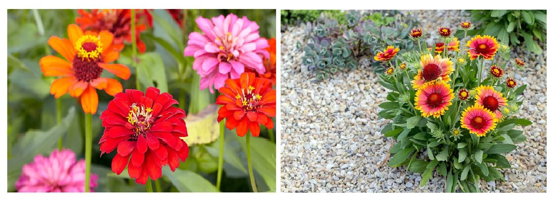     			zinnia flower 30 seeds and gaillardia flower 30 seeds pack with free cocopeat and user manual