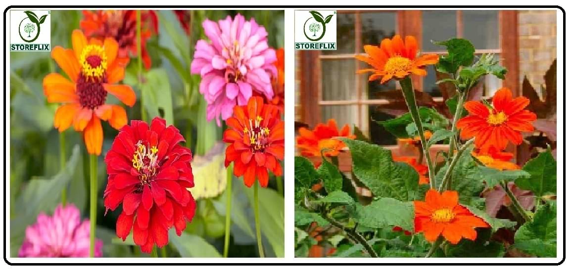 zinnia flower 30 seeds and tithonia flower 30 seeds pack with free cocopeat and user manual zinnia flower 30 seeds and tithonia flower 30 seeds pack with free cocopeat and user manual