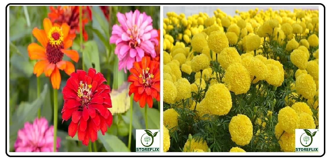     			zinnia flower 30 seeds and yellow marigold 50 seeds pack with free cocopeat and user manual