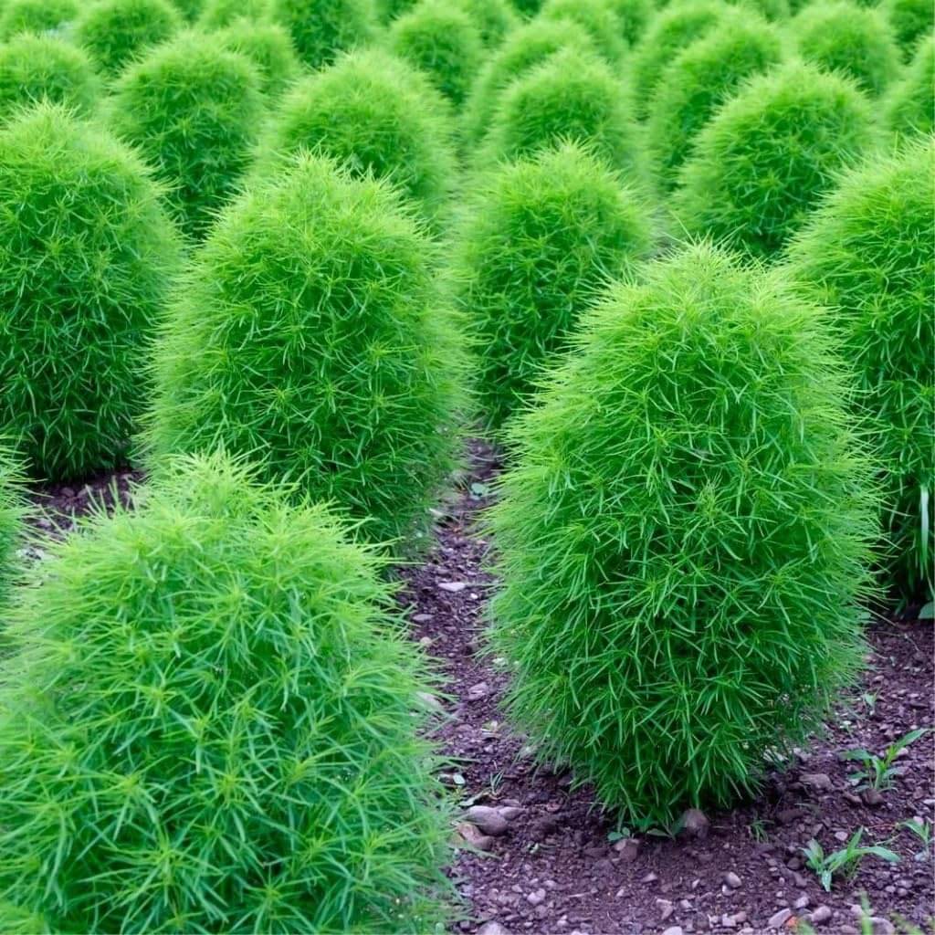     			Kochia Flower seeds for gardening, High germination seeds