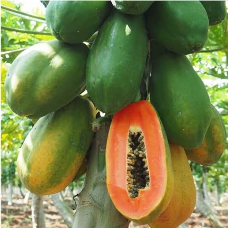     			LiveNature Papaya/Papita Seeds | Summer Fruit Seeds | Best For Home Gardening – 100 Seeds