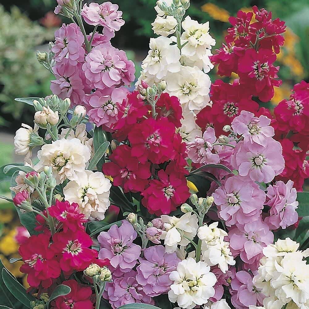 Stock Flower Seeds Perfect for Home & Terrace Gardening Winter & Summer Blooms, Backyard,Gardening & Planting.High Germination Stock Flower Seeds Perfect for Home & Terrace Gardening Winter & Summer Blooms, Backyard,Gardening & Planting.High Germination