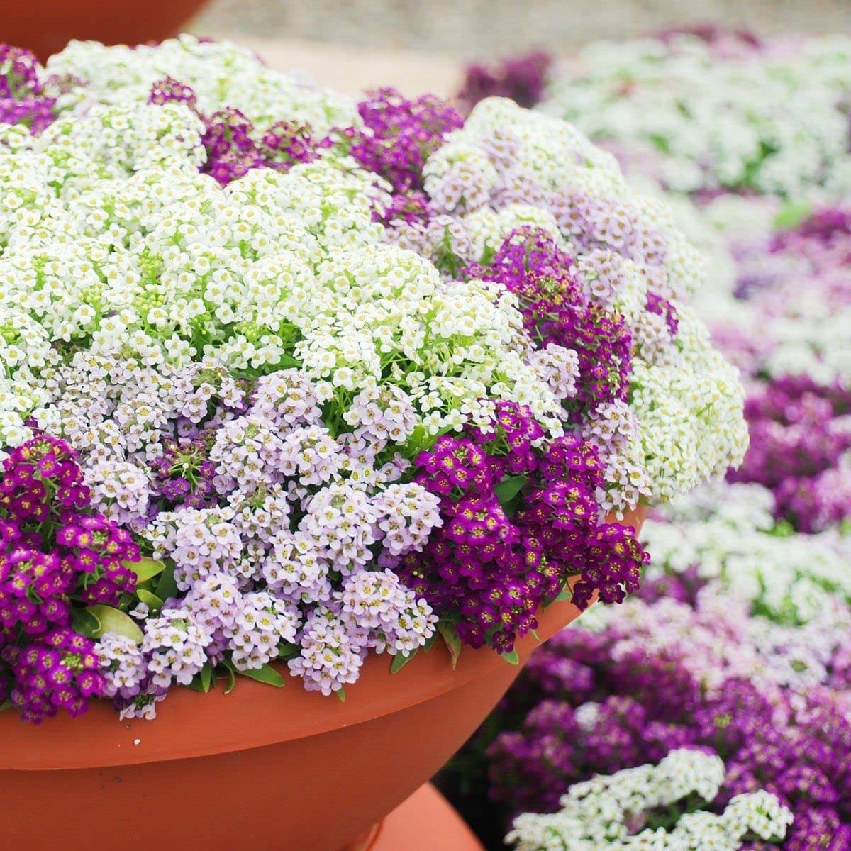Alyssum Flower Seeds: A Carpet of Sweetness & Delicate Beauty for Your Garden! Alyssum Flower Seeds: A Carpet of Sweetness & Delicate Beauty for Your Garden!