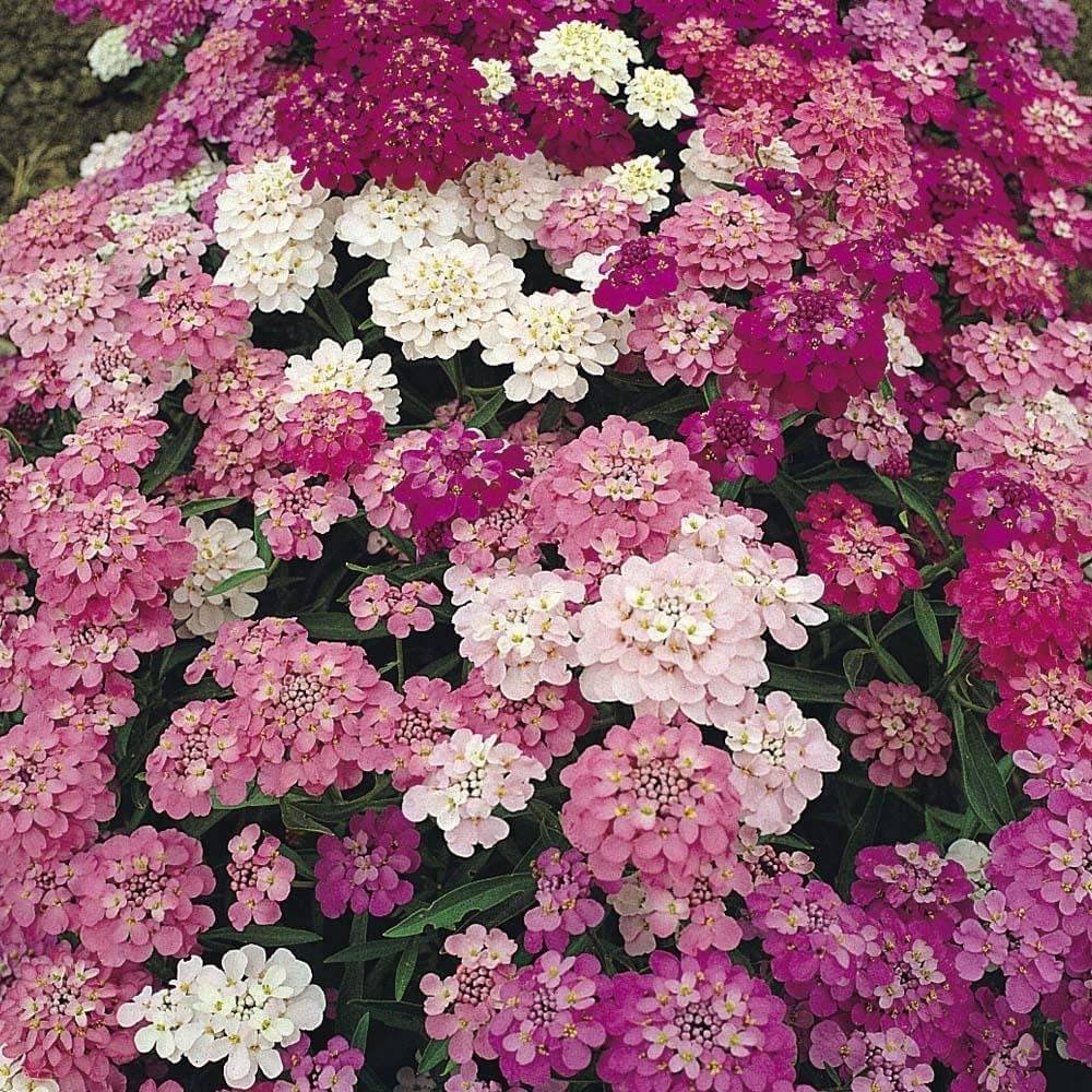 Candytuft Flower Seeds: A Delightful Carpet of Sweetness & Purity for Your Garden! Candytuft Flower Seeds: A Delightful Carpet of Sweetness & Purity for Your Garden!