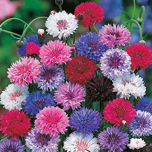 Cornflower (Bachelor's Button) Flower Seeds: Classic Blue Hues & Wildflower Charm for Your Garden!     			Cornflower (Bachelor's Button) Flower Seeds: Classic Blue Hues & Wildflower Charm for Your Garden!