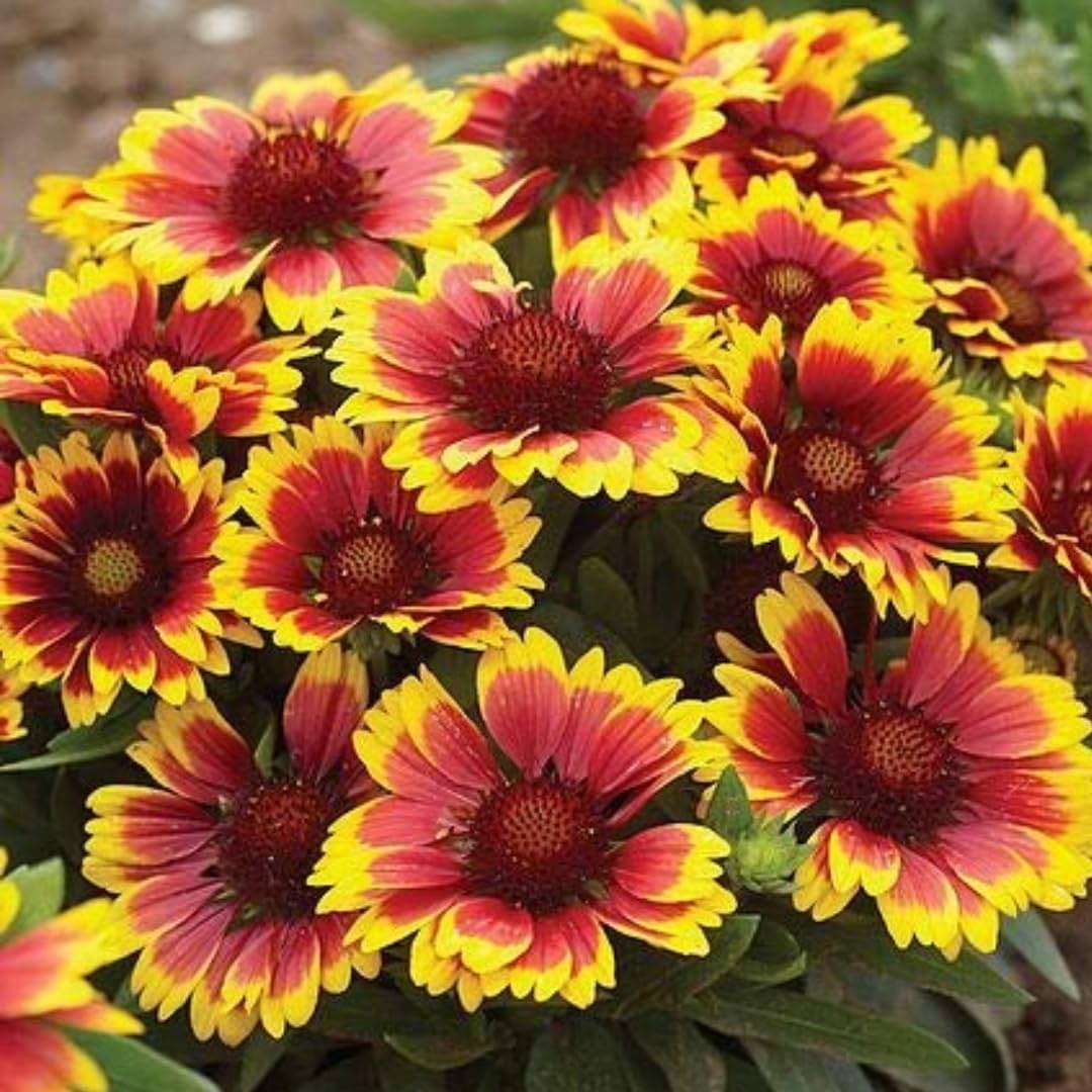 Gaillardia Flower seeds, Best for home and kitchen gardening     			Gaillardia Flower seeds, Best for home and kitchen gardening