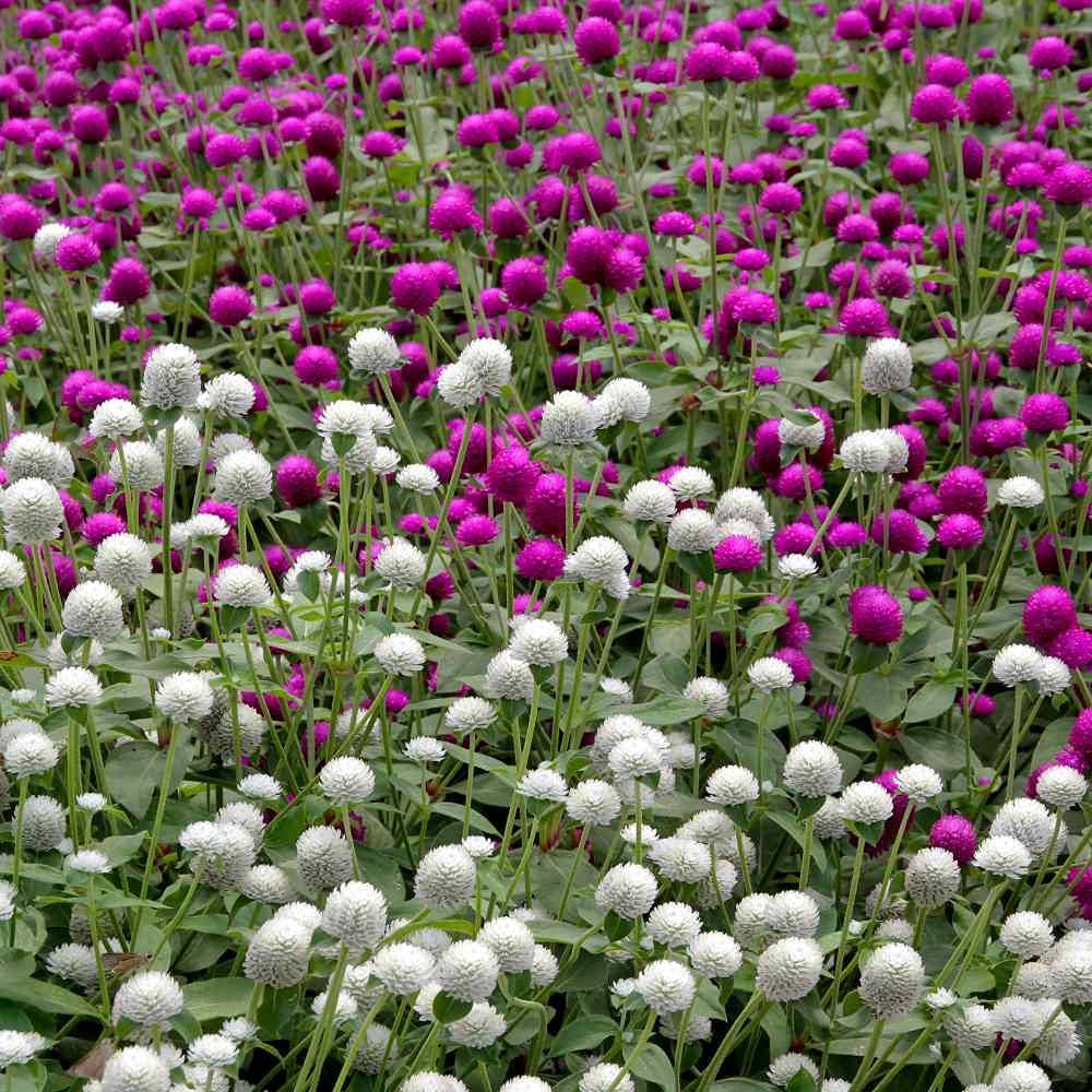 Gomphrena (Globe Amaranth) Flower Seeds: Uniquely Vibrant & Everlasting Blooms for Your Garden!     			Gomphrena (Globe Amaranth) Flower Seeds: Uniquely Vibrant & Everlasting Blooms for Your Garden!