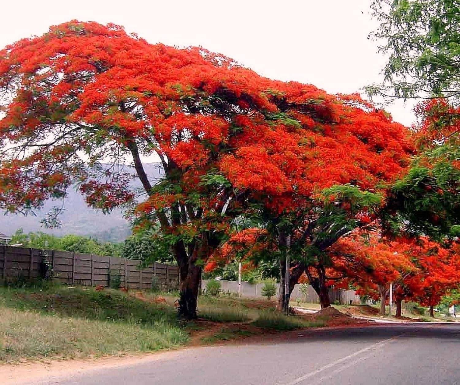 Gulmohar (Royal Poinciana / Flame Tree) Seeds: Cultivate a Fiery Spectacle of Tropical Splendor! Gulmohar (Royal Poinciana / Flame Tree) Seeds: Cultivate a Fiery Spectacle of Tropical Splendor!