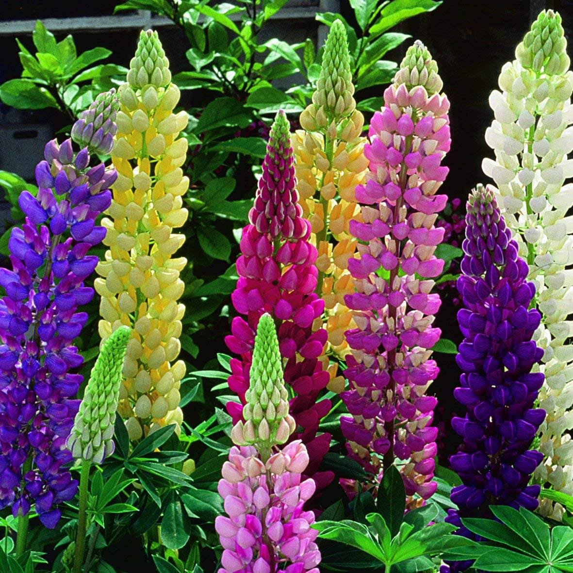     			Lupine Flower Seeds: Majestic Spires & Dazzling Colors for Your Garden