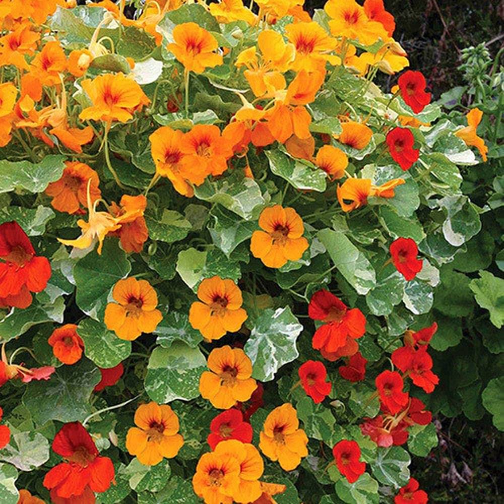     			Nasturtium Flower Seeds: Edible Blooms & Cascading Color for Your Garden