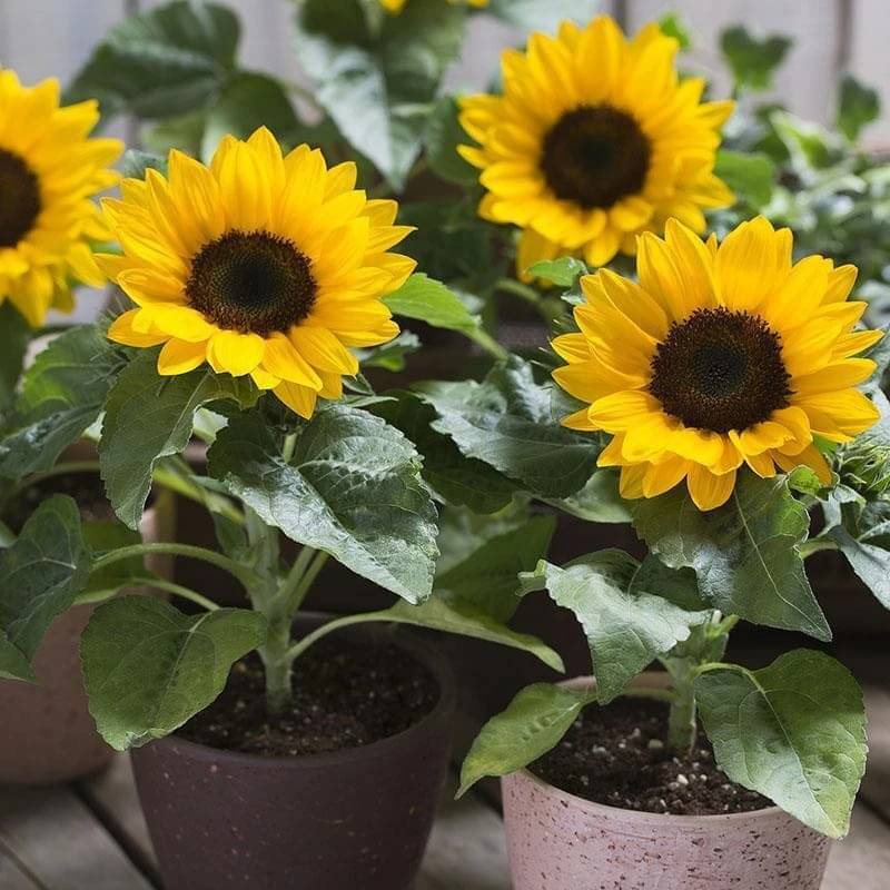     			Sunflower Seeds: Grow Towering Beauty & Radiant Sunshine in Your Garden!