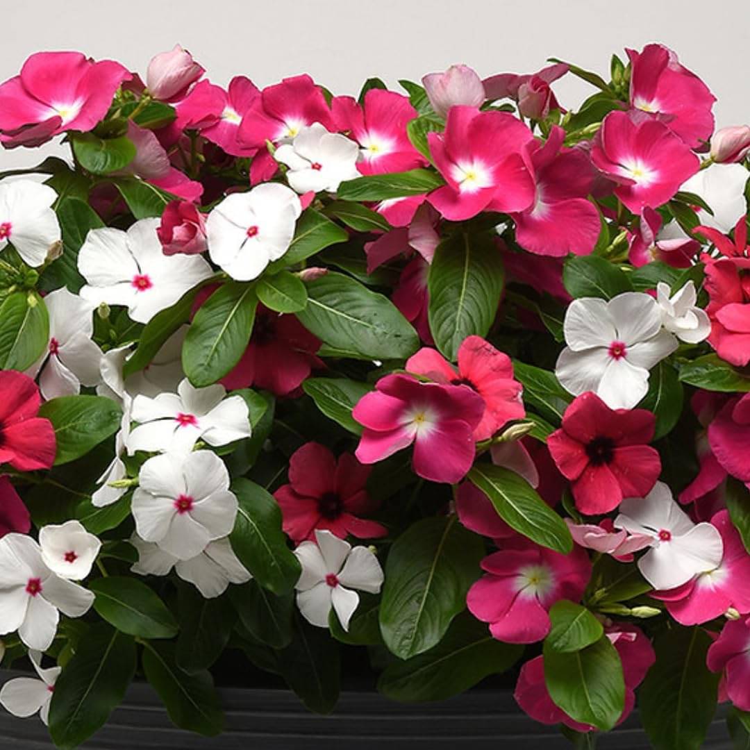 Vinca (Periwinkle / Sadabahar) Flower Seeds: Heat-Loving Blooms & Resilient Beauty for Your Garden!     			Vinca (Periwinkle / Sadabahar) Flower Seeds: Heat-Loving Blooms & Resilient Beauty for Your Garden!