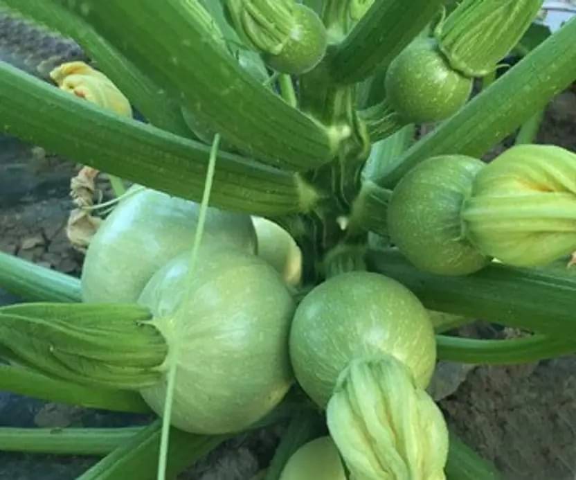 Chappan Kaddu (Indian Summer Squash) Seeds for Home and Kitchen Gardens Chappan Kaddu (Indian Summer Squash) Seeds for Home and Kitchen Gardens
