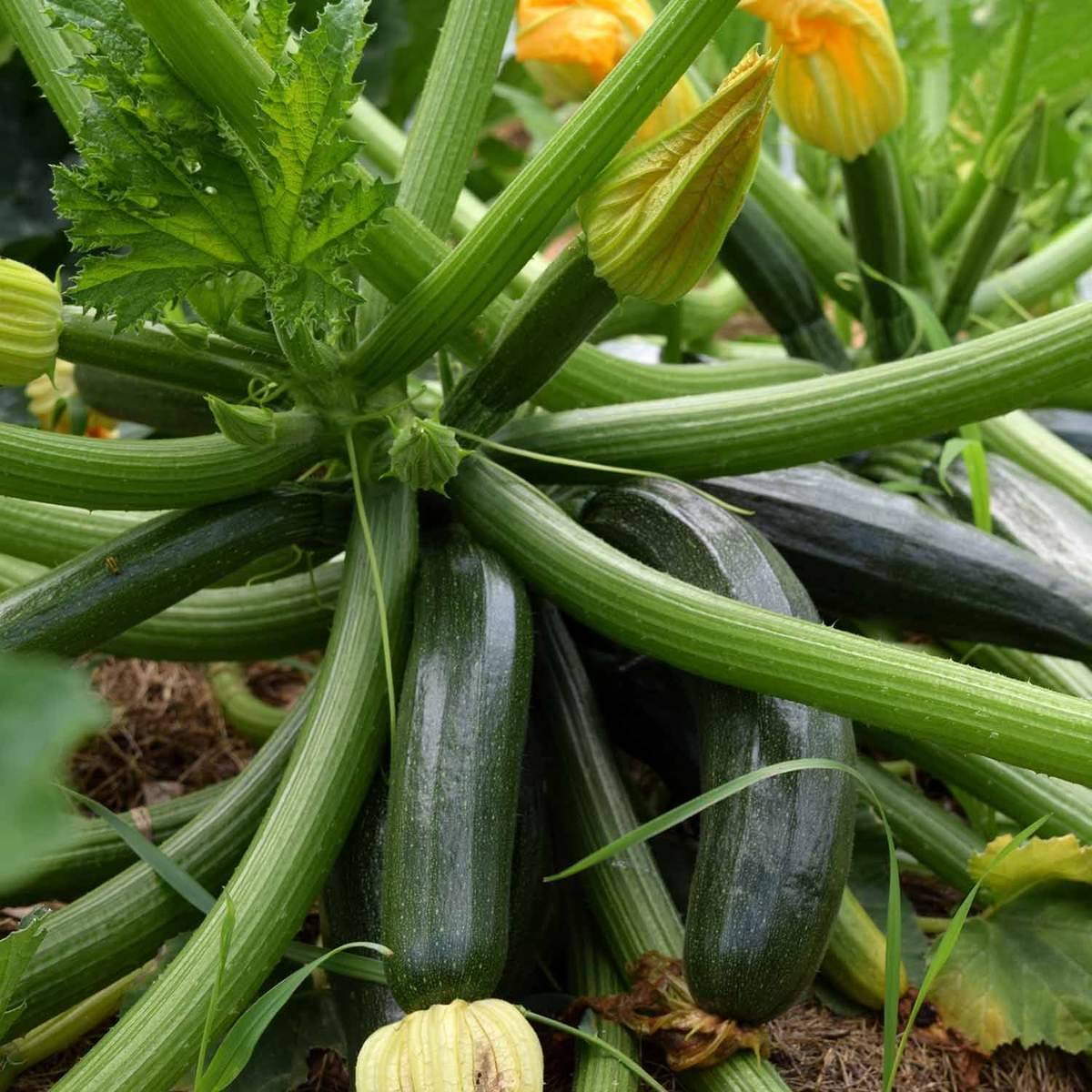     			Zucchini / Squash Vegetable Seed for Kitchen gardening