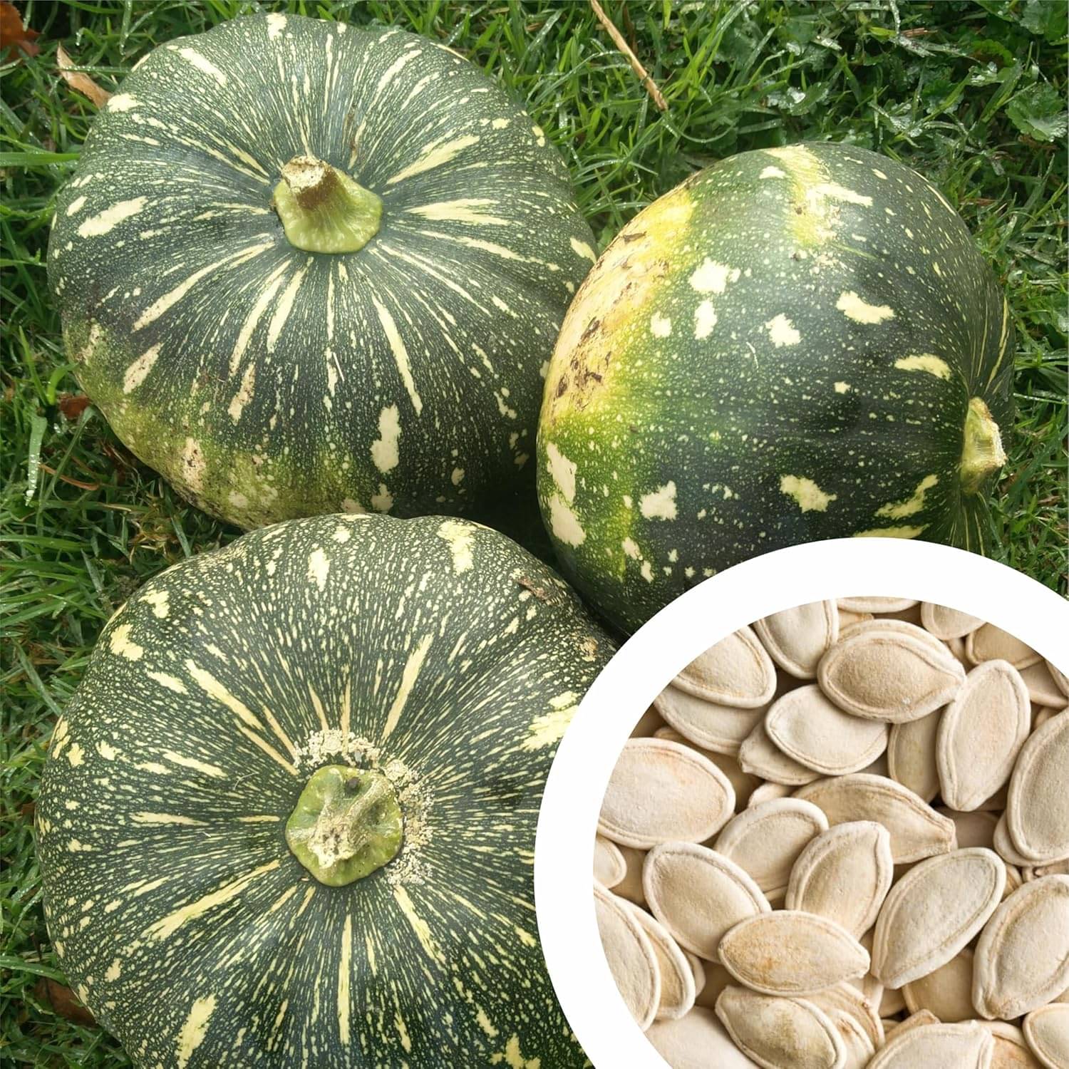     			Pumpkin (Kaddu) vegetable seeds for kitchen gardening
