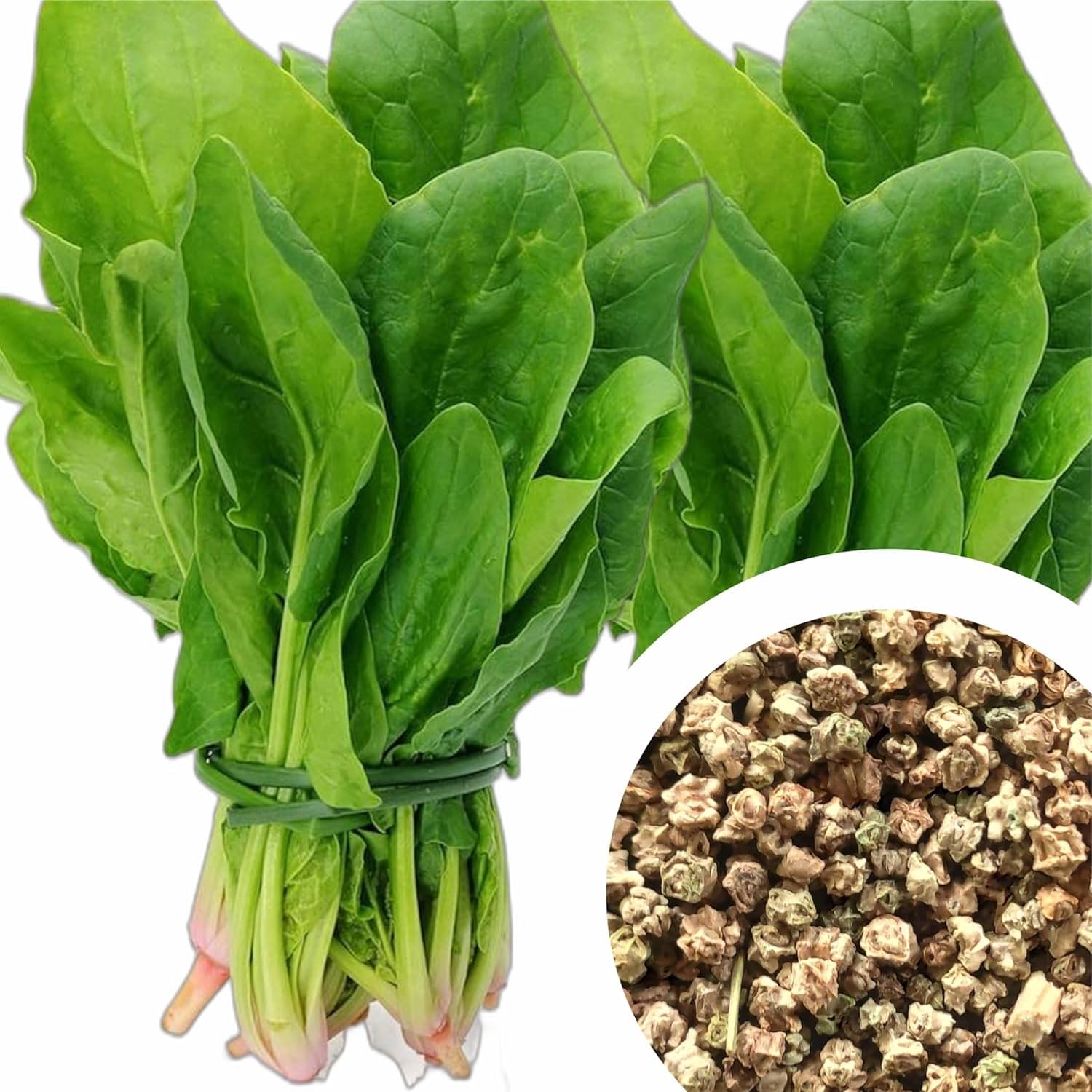 Spinach (Palak) Seeds for Home & Kitchen Garden Spinach (Palak) Seeds for Home & Kitchen Garden