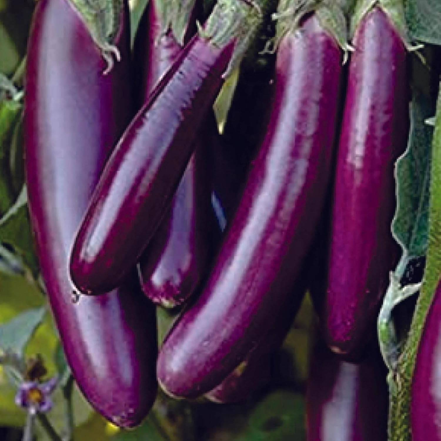 Brinjal (Eggplant) Seeds - Grow Fresh & Healthy Baingan at Home Brinjal (Eggplant) Seeds - Grow Fresh & Healthy Baingan at Home