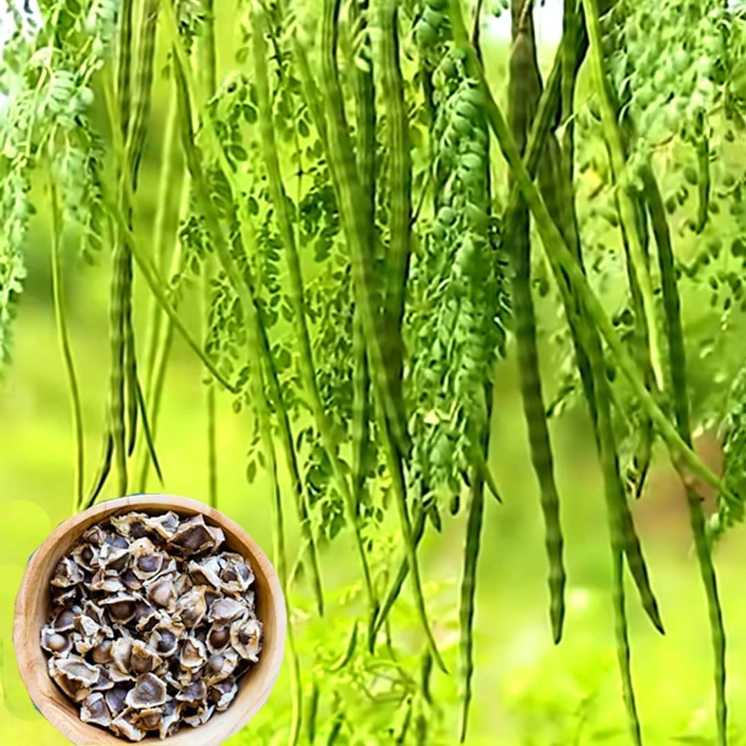 Drumstick (Moringa) Seeds - Grow Your Own Drumstick at Home Drumstick (Moringa) Seeds - Grow Your Own Drumstick at Home
