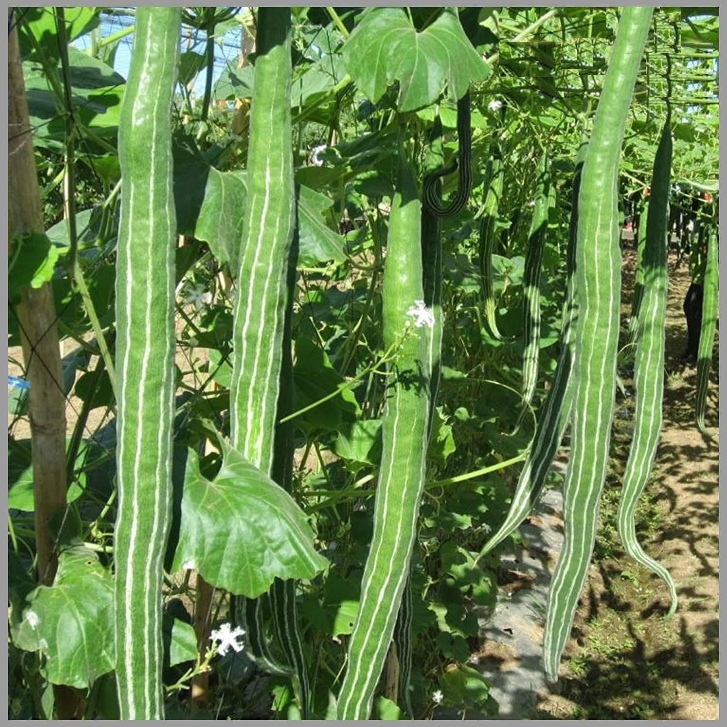 Snake Gourd (Chichinda / Padwal) Seeds - Grow Healthy Climbers at Home Snake Gourd (Chichinda / Padwal) Seeds - Grow Healthy Climbers at Home