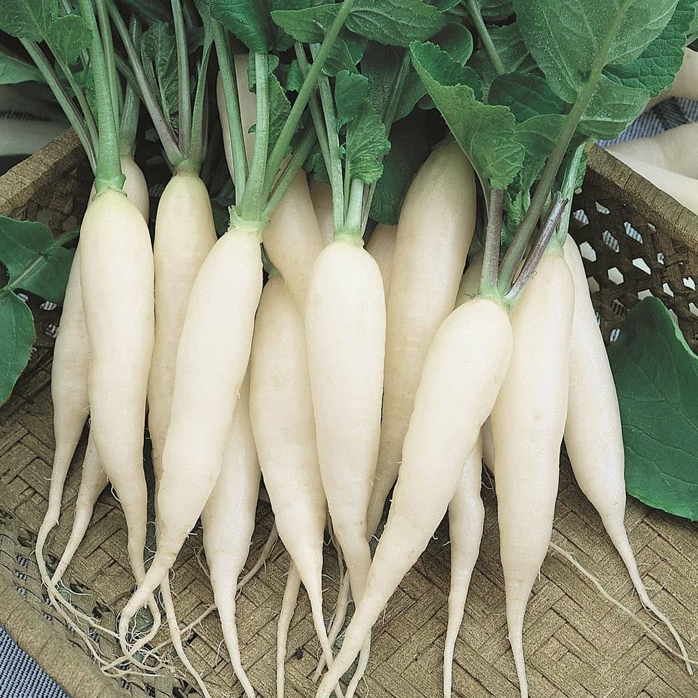 White Radish / Muli Seeds - Fast Growing & Healthy White Radish / Muli Seeds - Fast Growing & Healthy