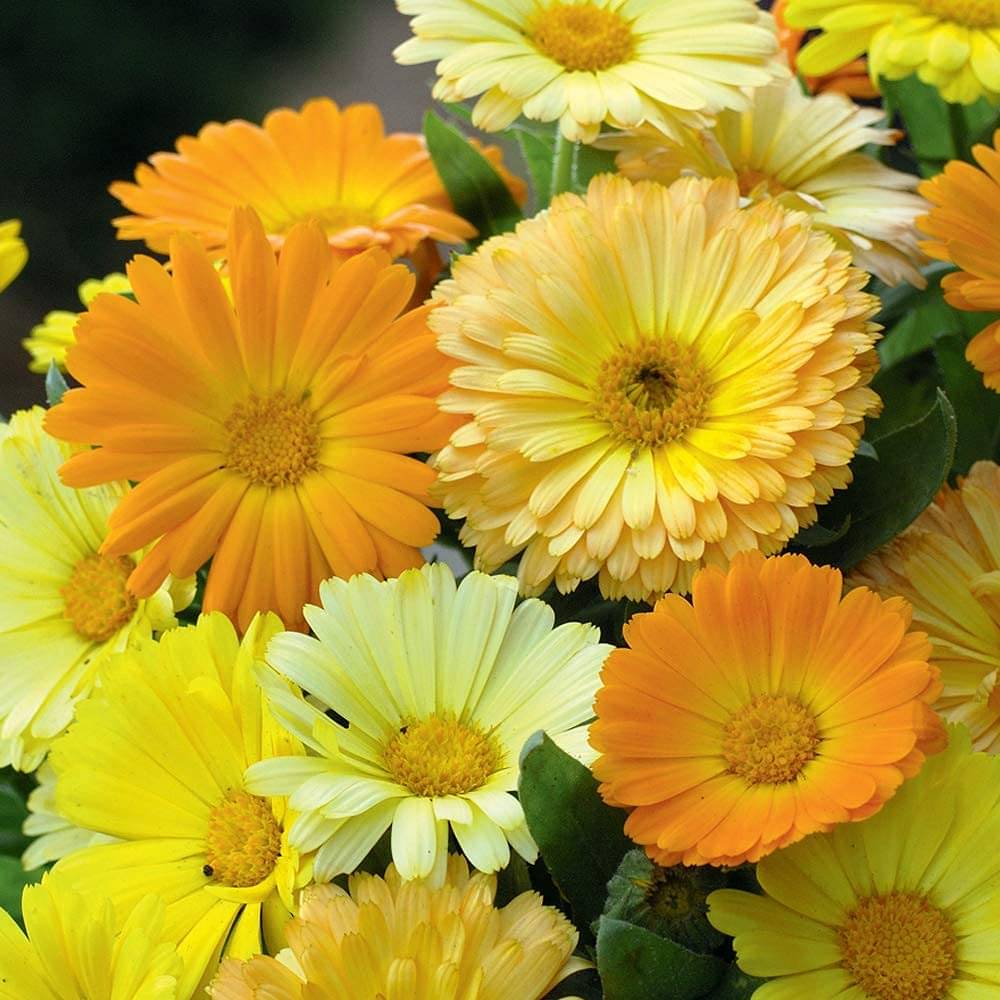     			Calendula Flower Seeds: Brighten Your Garden & Kitchen