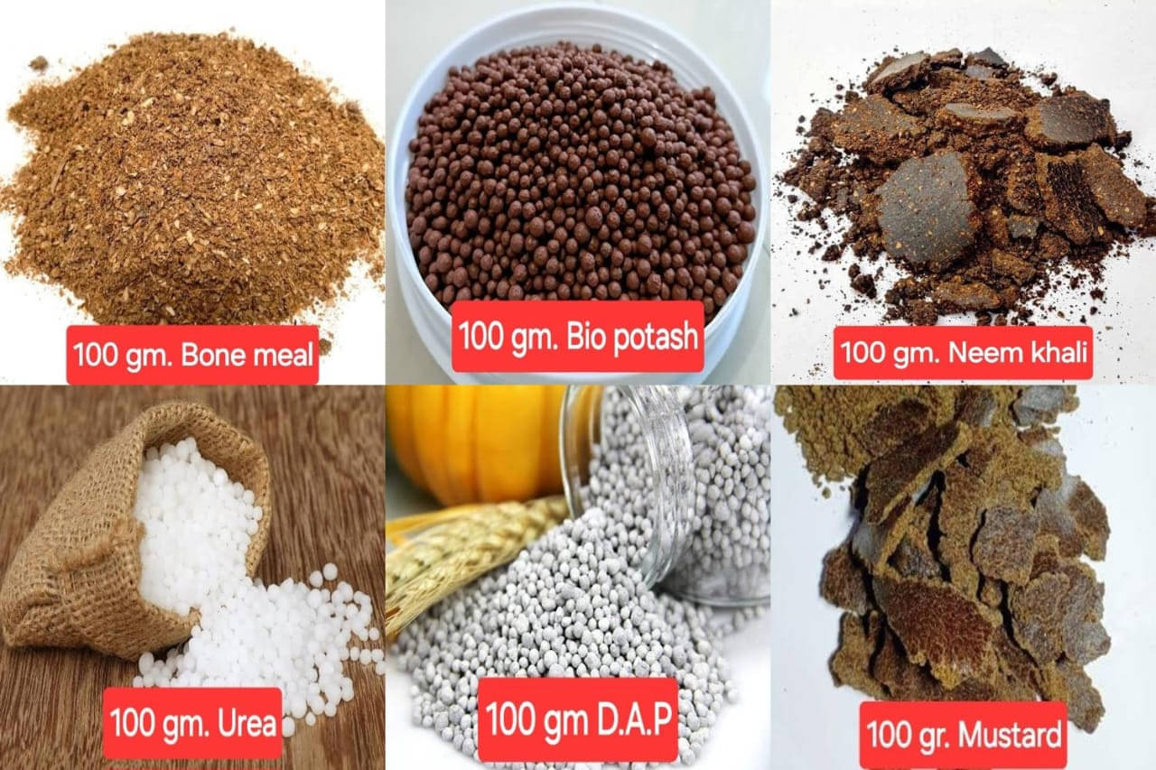     			Combo of 6 fertilizers 100 gr. each