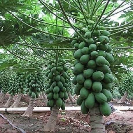 Dwarf Papaya F1 Hybrid Fruit Seeds 50 Seeds Dwarf Papaya F1 Hybrid Fruit Seeds 50 Seeds