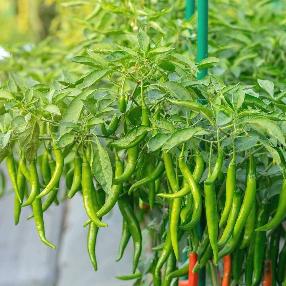 Hybrid Long Chilli Vegetable ( 50 Seeds ) Hybrid Long Chilli Vegetable ( 50 Seeds )