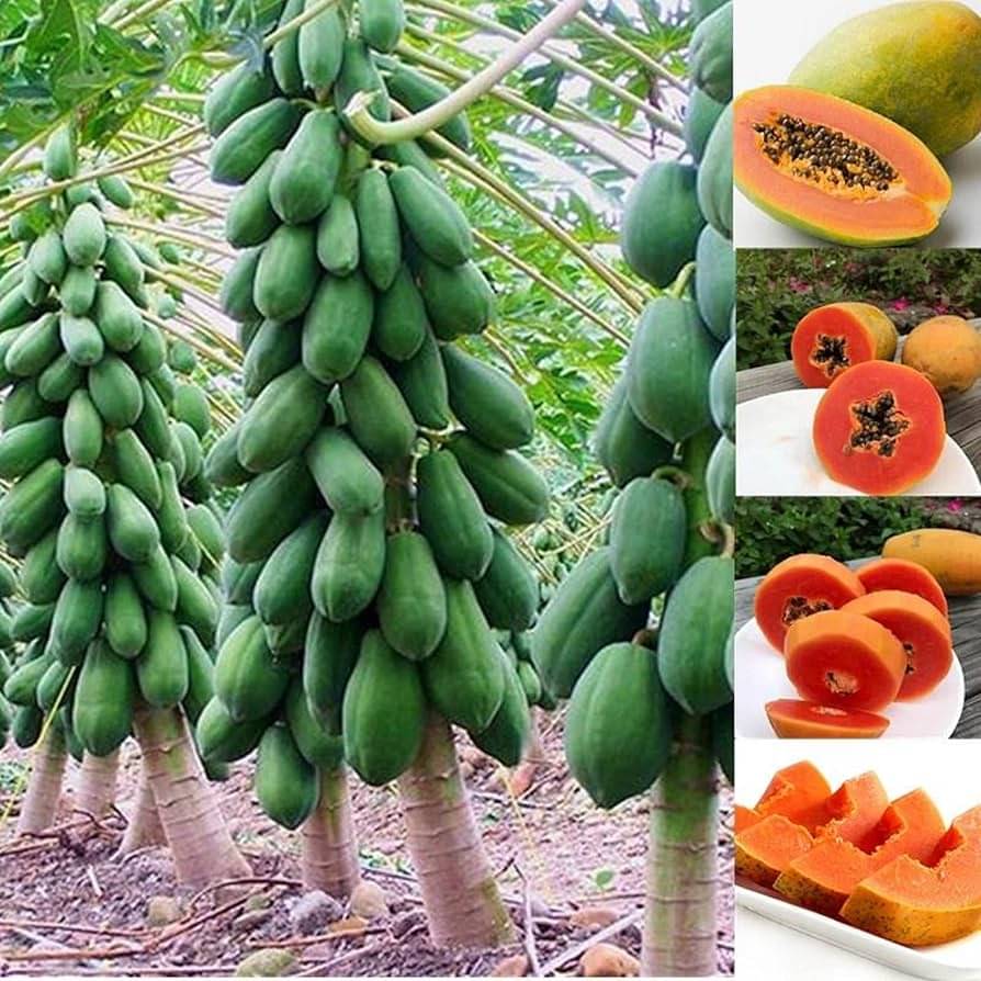 Hybrid Papaya (Red Lady) Fruit ( 50 Seeds ) Hybrid Papaya (Red Lady) Fruit ( 50 Seeds )