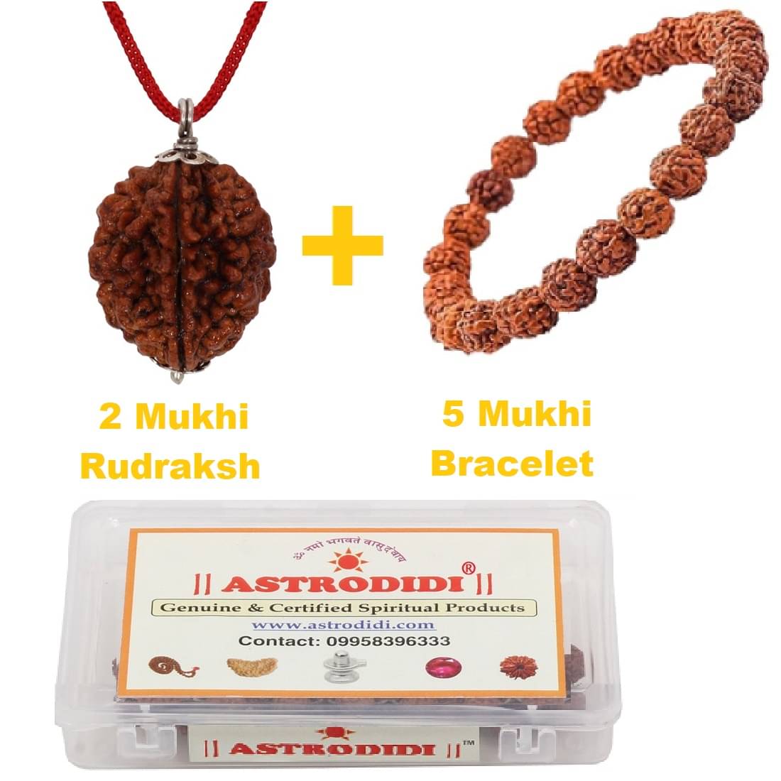     			2 Mukhi Rudraksha Pendant with 5 Mukhi Rudraksha Bracelet