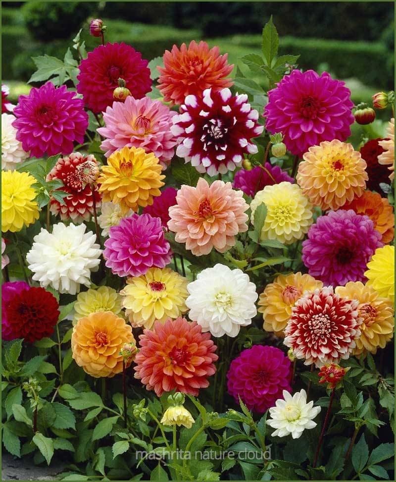     			LiveNature Dahlia Mixed Flower Seeds | Summer Indoor/Outdoor Flower Plant Seeds | Best For Home Garden & Terrace – 100 Seeds